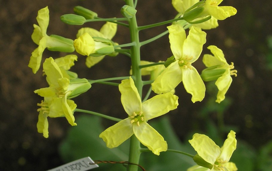 Типы жилкования листа