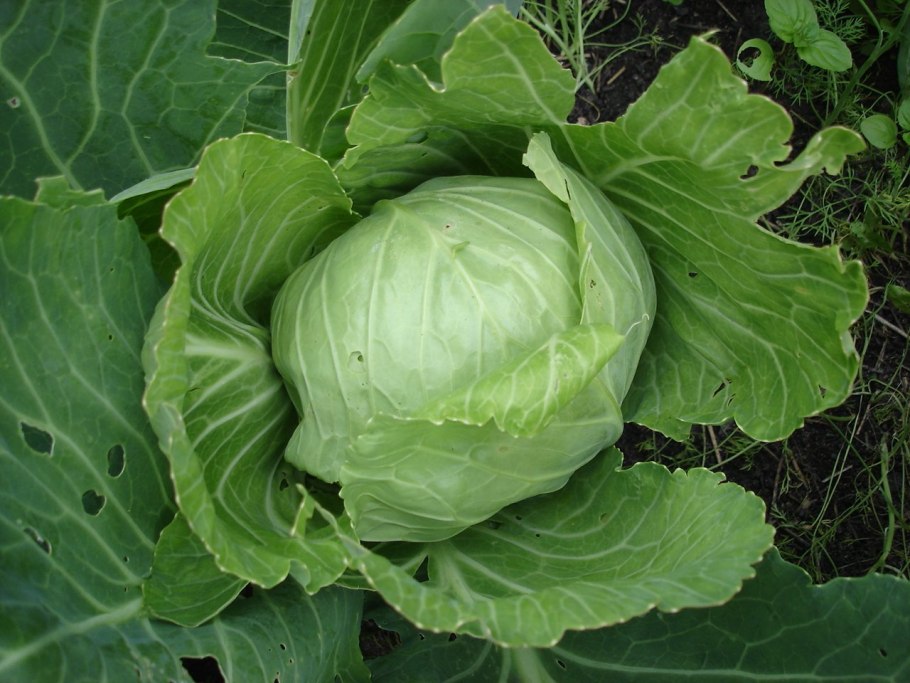 Крестоцветные брокколи