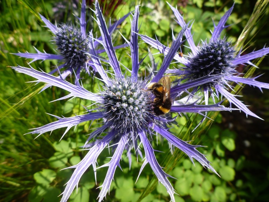 Eryngium Planum Jade Frost