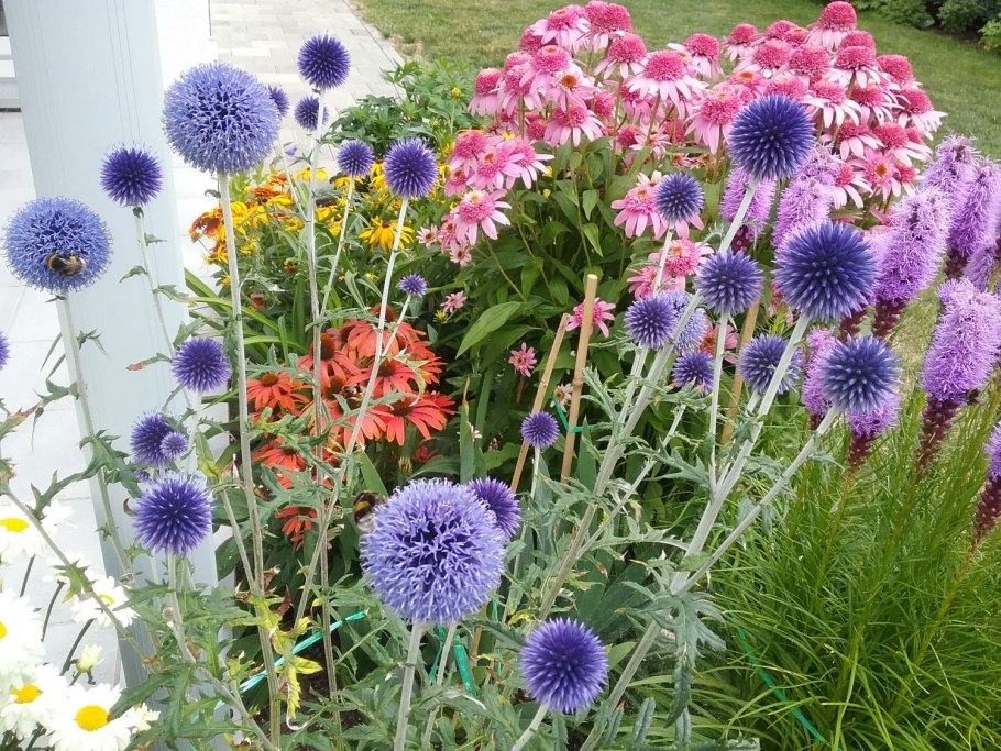 Синеголовник Eryngium big Blue