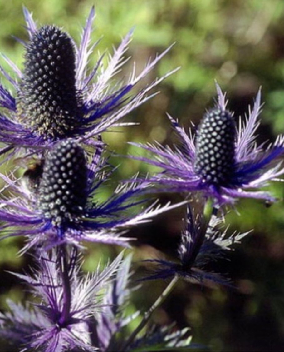 Мордовник и синеголовник