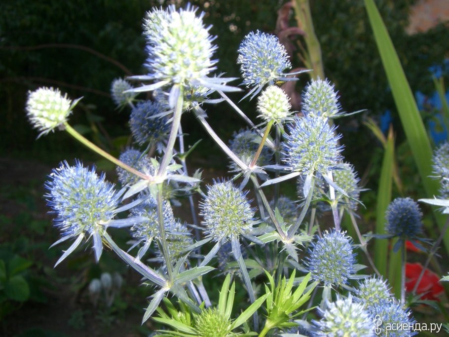 Синеголовник Альпийский Биг Блу