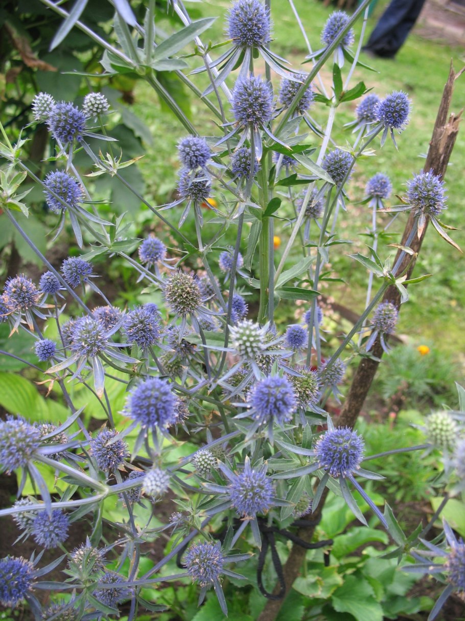 Синеголовник аметистовый