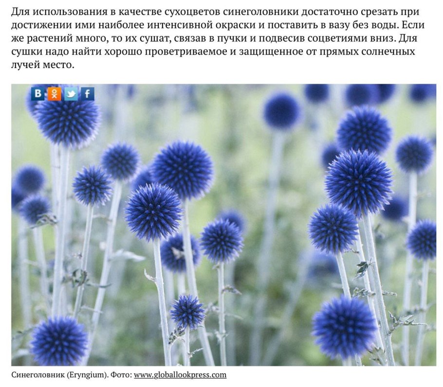 Синеголовник Блу Хоббит