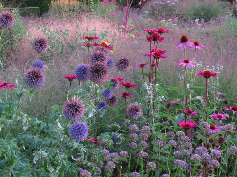 Синеголовник (Eryngium)