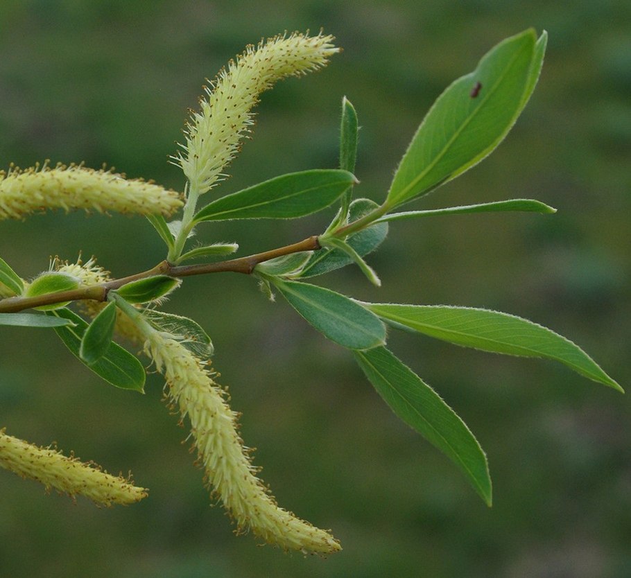 Ива белая (Salix Alba)