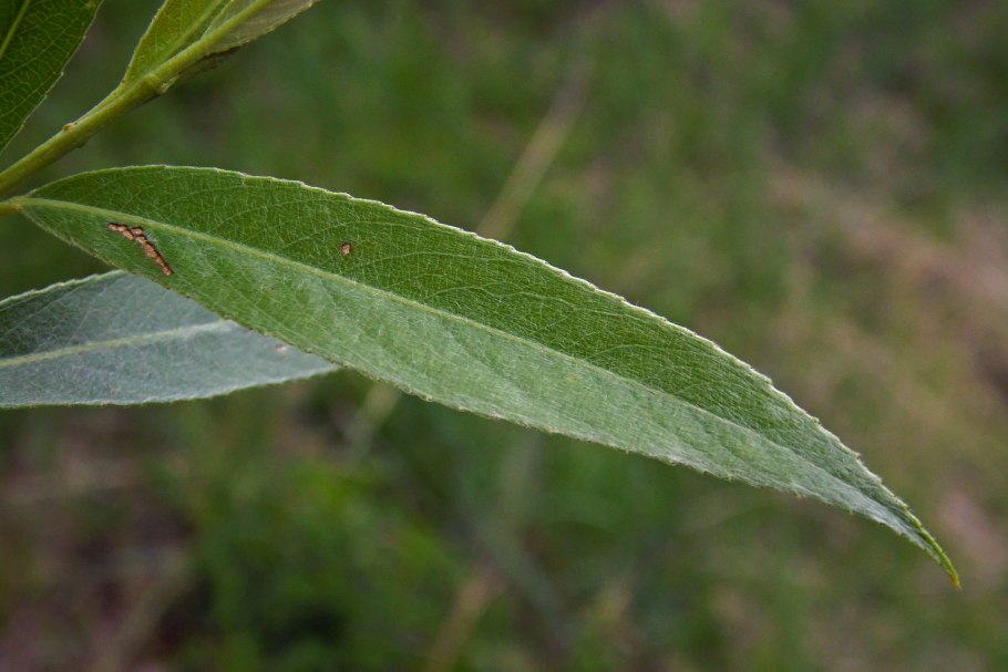 Ветка эвкалипта