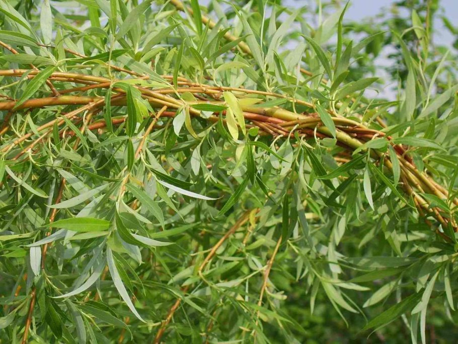 Ива ломкая листья