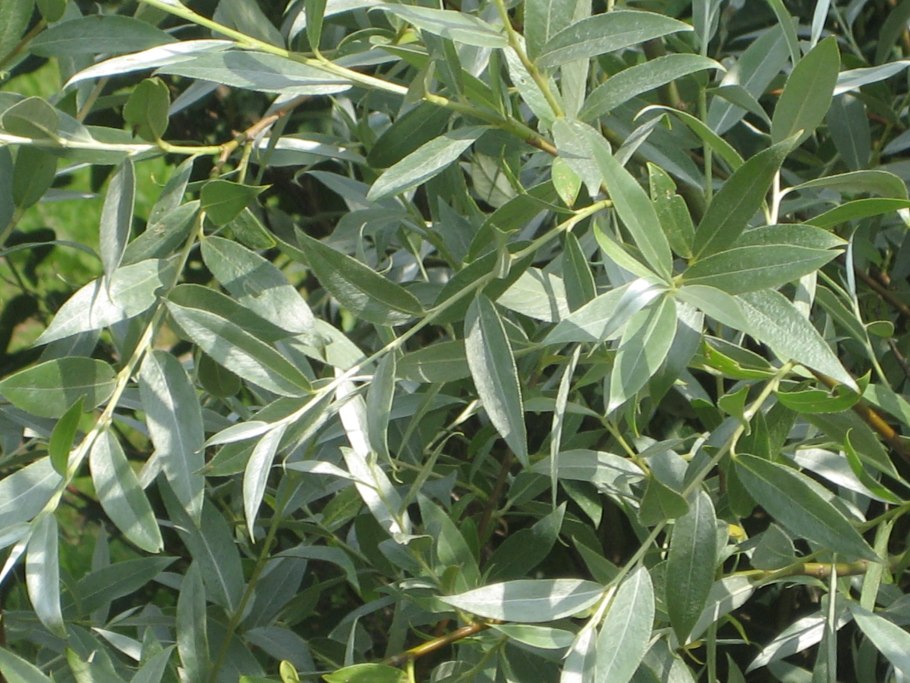 Ива остролистная плакучая