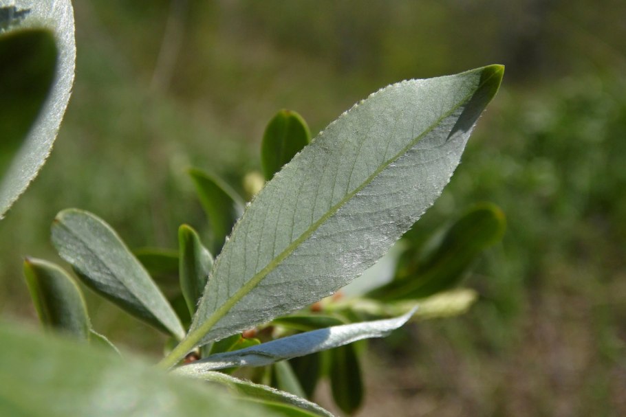 Salix Alba листья