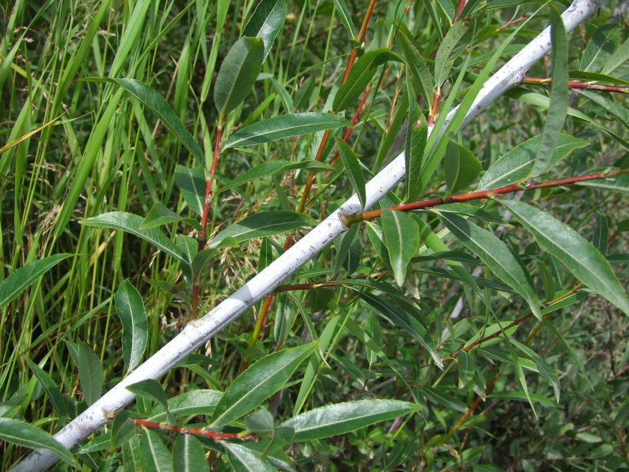 Salix pseudopentandra
