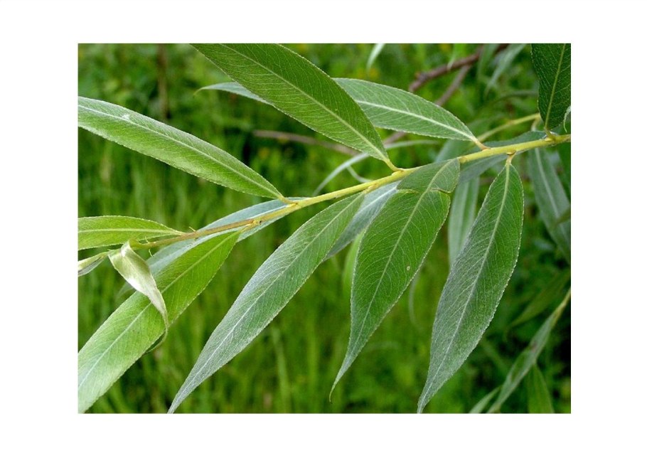 Ива белая Salix Alba плоды
