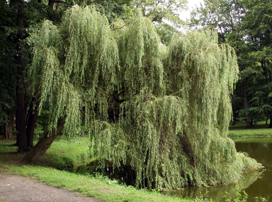 Salix Alba 'Drakenburg'