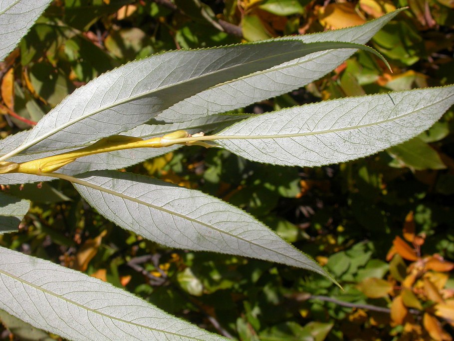 Salix Alba Leaf