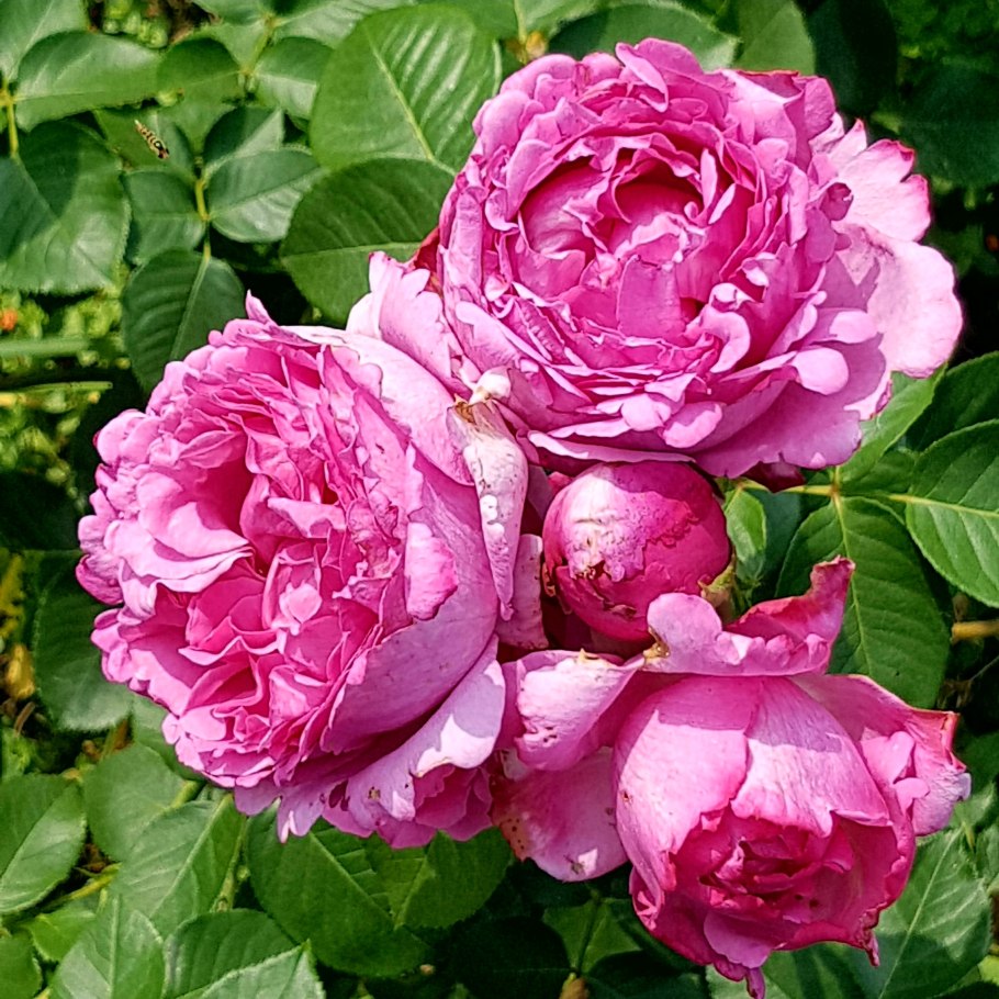 Роза Yves Piaget