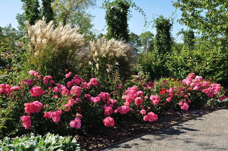 Кларенс Хаус роза плетистая