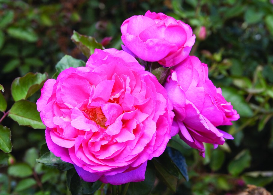 Роза чайно-гибридная Ив Пьяже