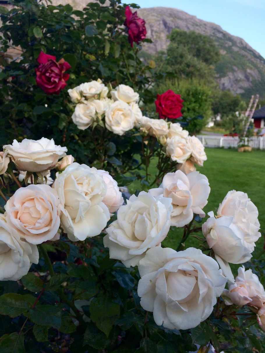 Роза плетистая Роуз Гарден