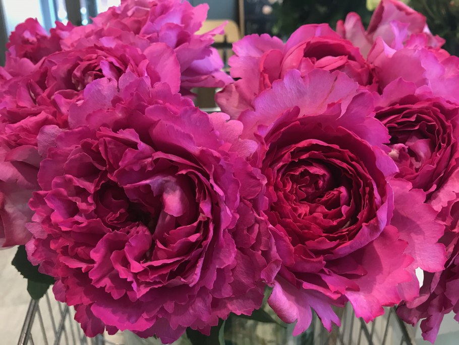 Schuss роза штамб