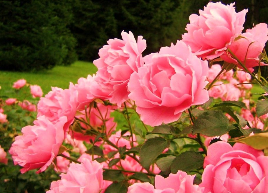 Роза Садовая кустовая куст