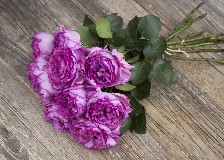 Айвори Ив Пьяже Ivory Yves Piaget роза