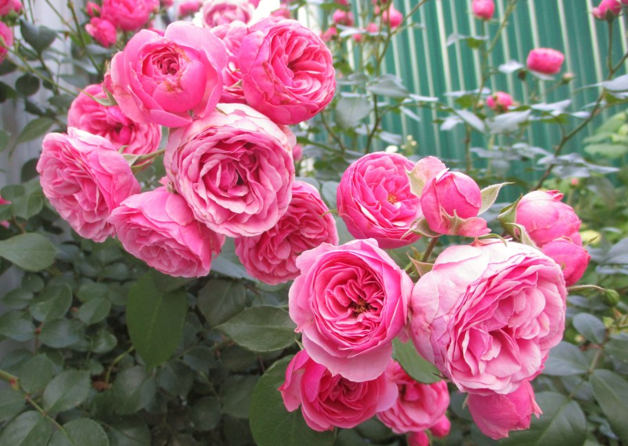 Сад Дэвида Остина в Англии