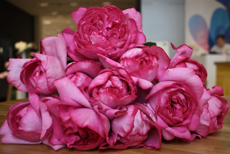 Роза сорт Пинк Ив Пьяже