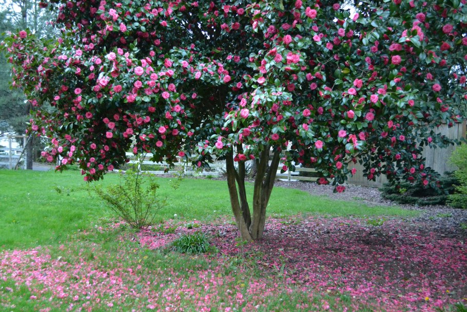 Европейский розарий