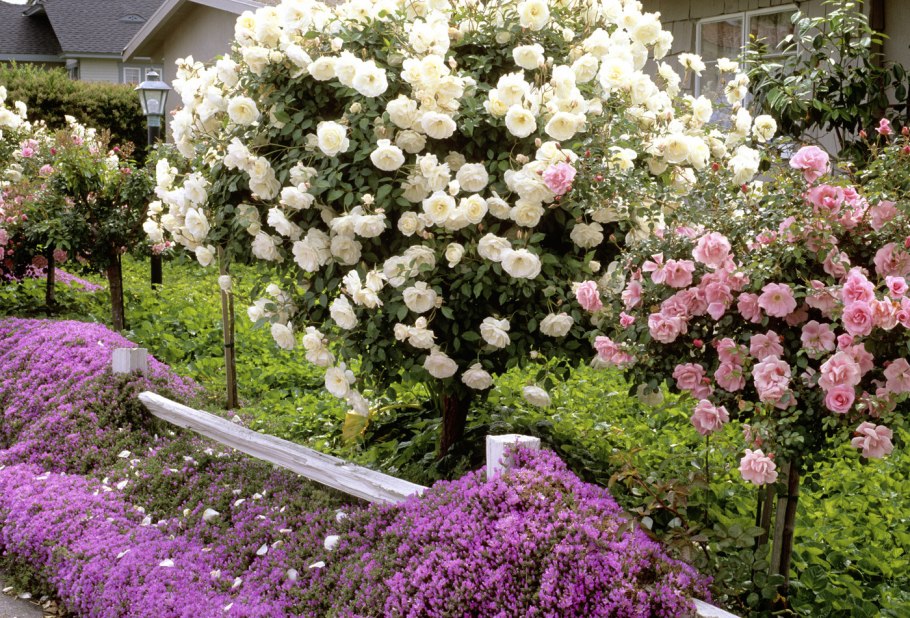 Роза канадская Джон Дэвис