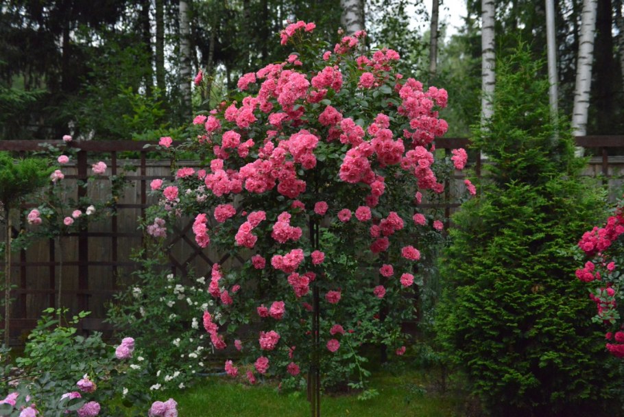 Букет Ив Пьяже