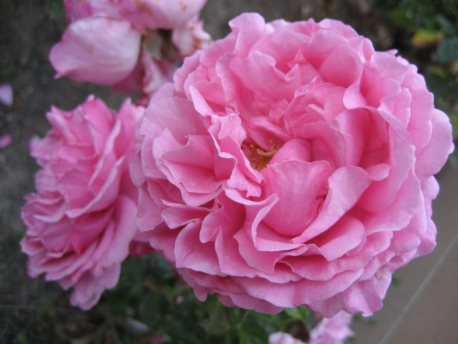 Роза Yves Piaget