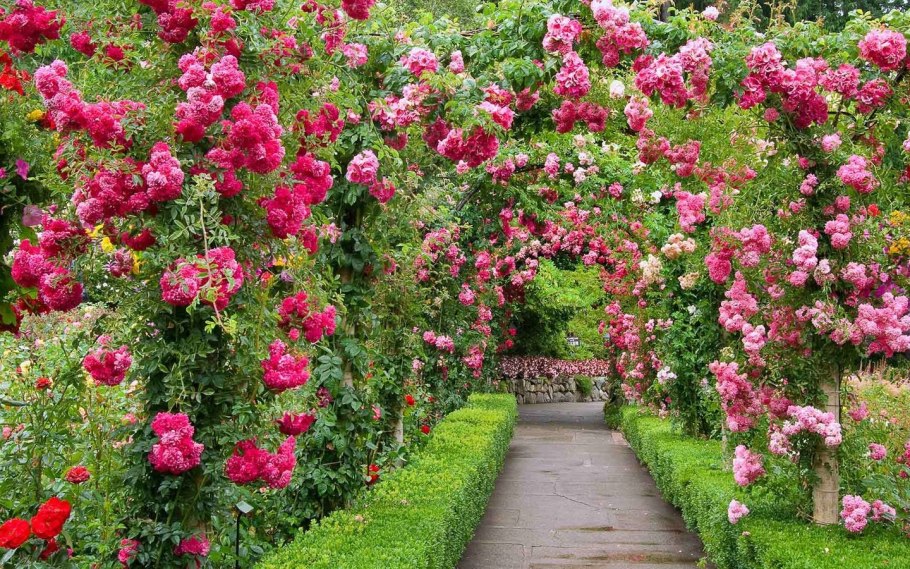 Гюлистан-сад роз
