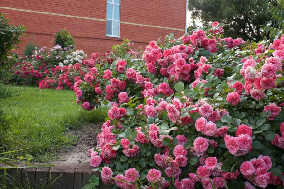 Юлия Друнина пион древовидный