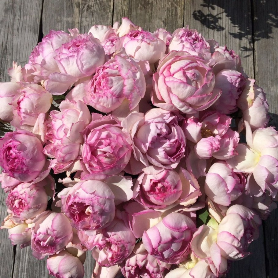 Роза айвори Пьяже