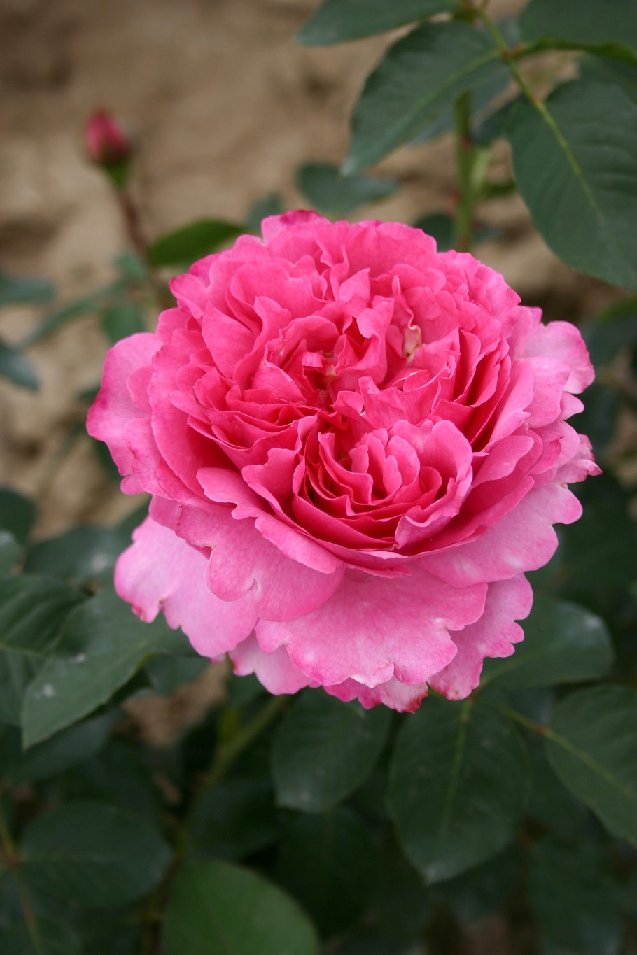 Айвори Ив Пьяже Ivory Yves Piaget роза