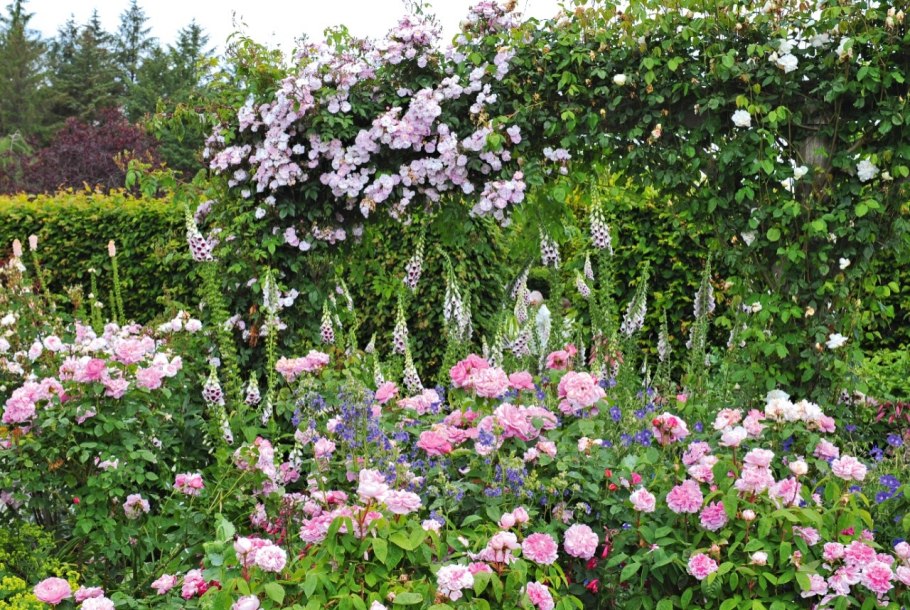 Ив Пьяже Yves Piaget роза