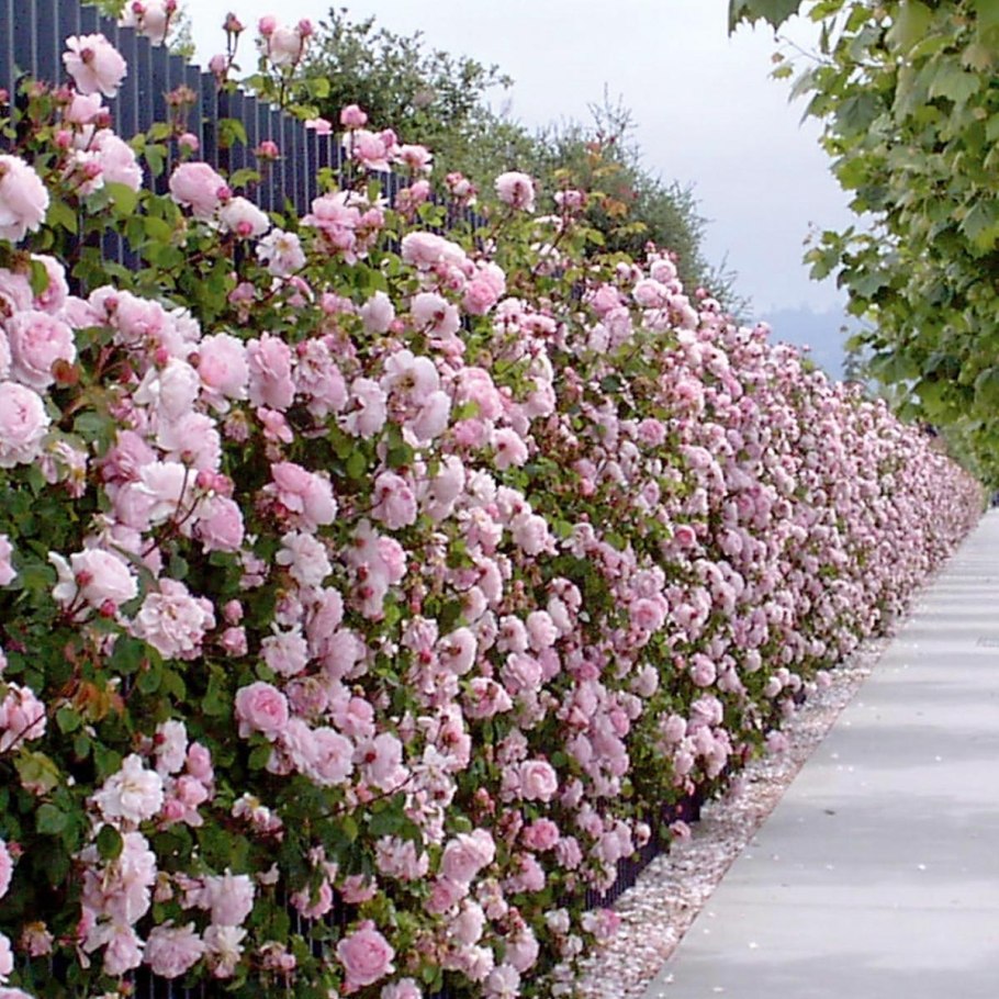 Наперстянка и розы