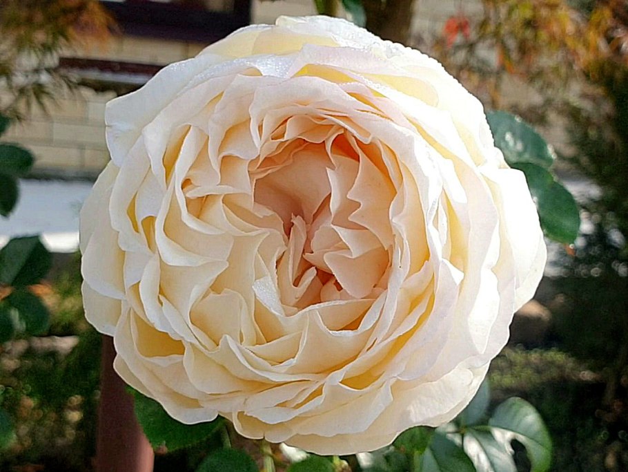 Роза Пинк Ив Пьяже