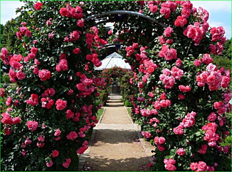 Роза бьютифул Гарден