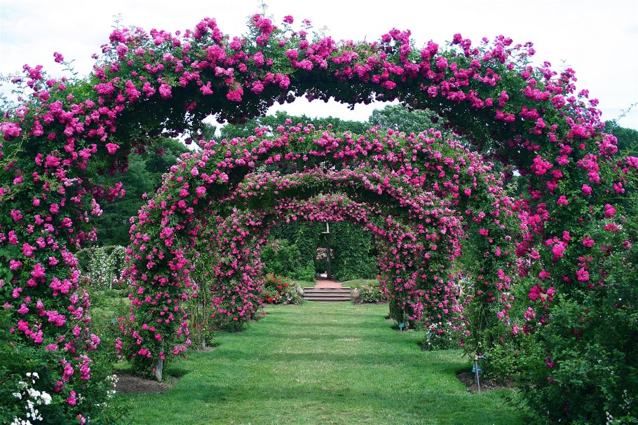 Роза Риджентс парк