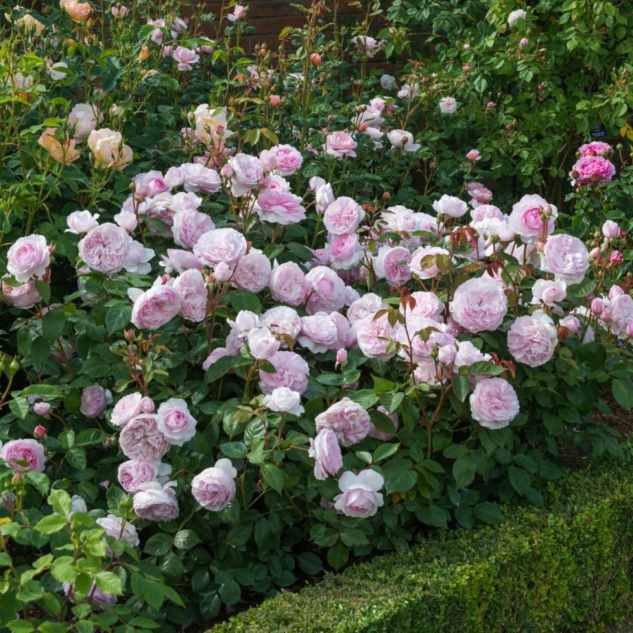 "Сад с цветущими абрикосами" 1888г.