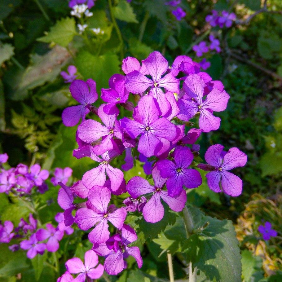 Лунария Лунник