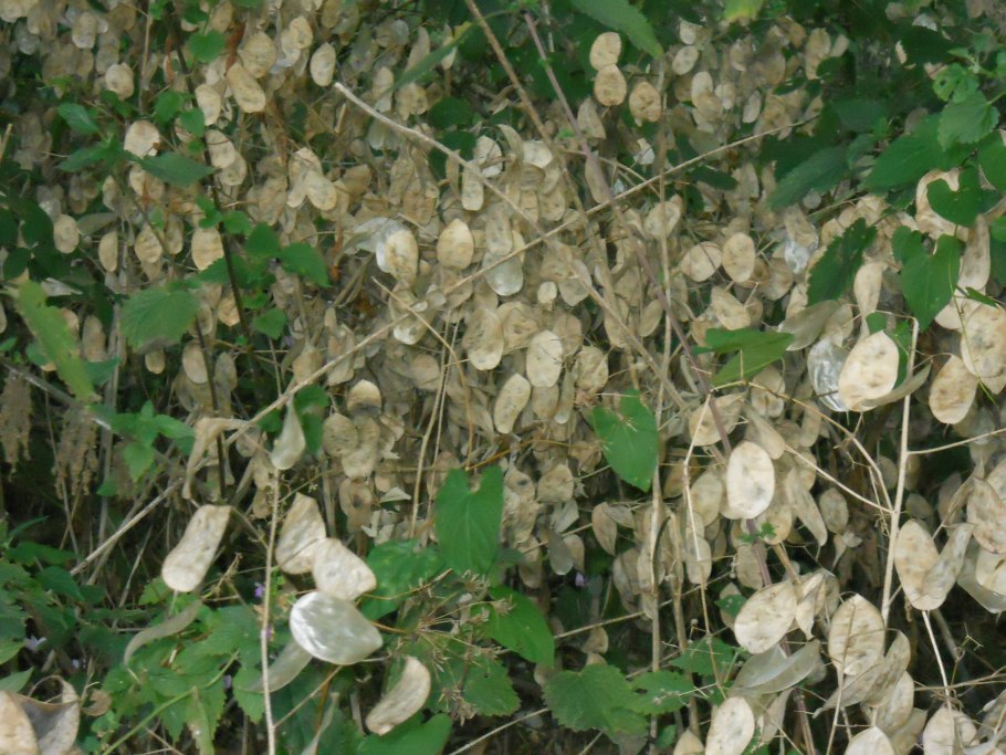 Лунария Жемчужная в природе