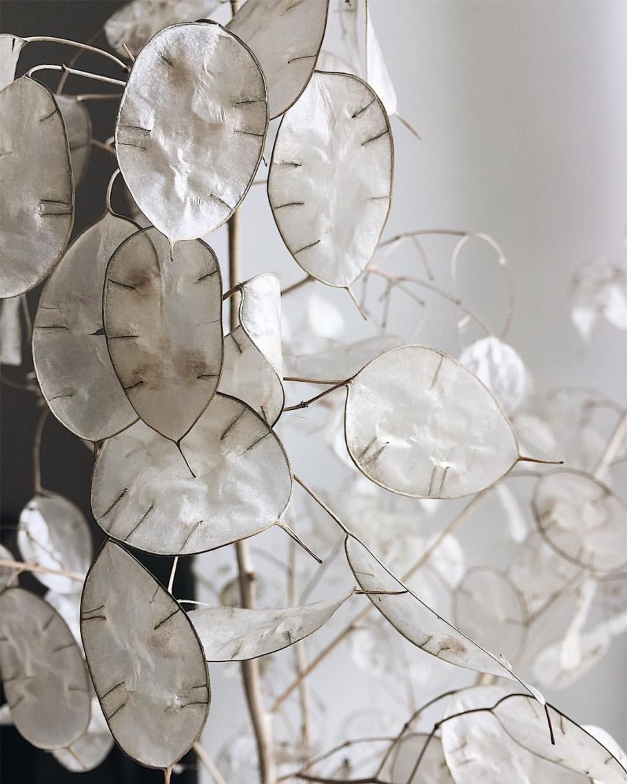 Лунария серебряный