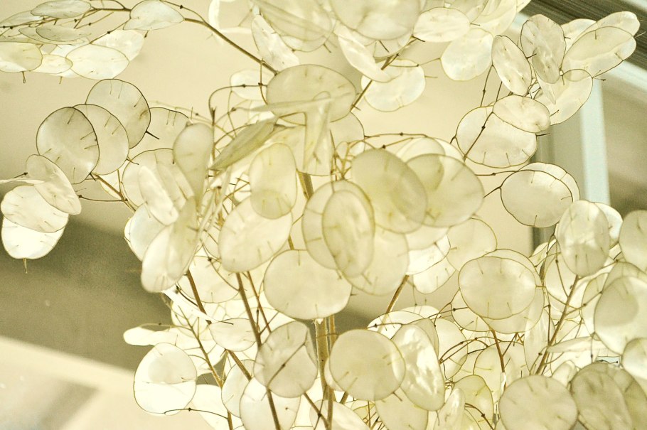 Лунария Лунник