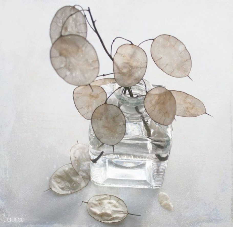 Лунария Жемчужная