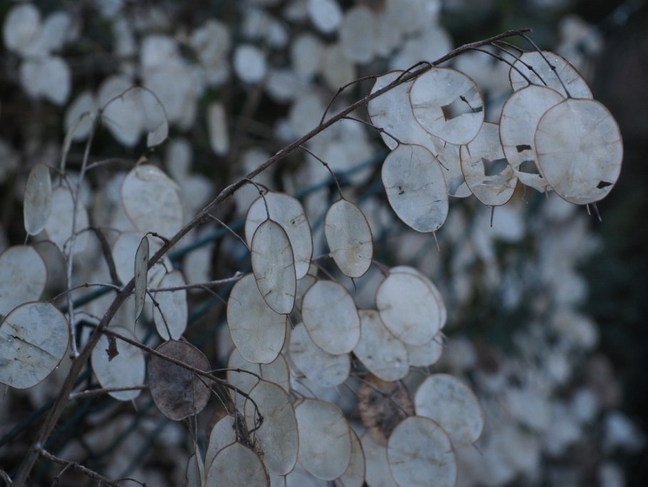 Лунария Лунник