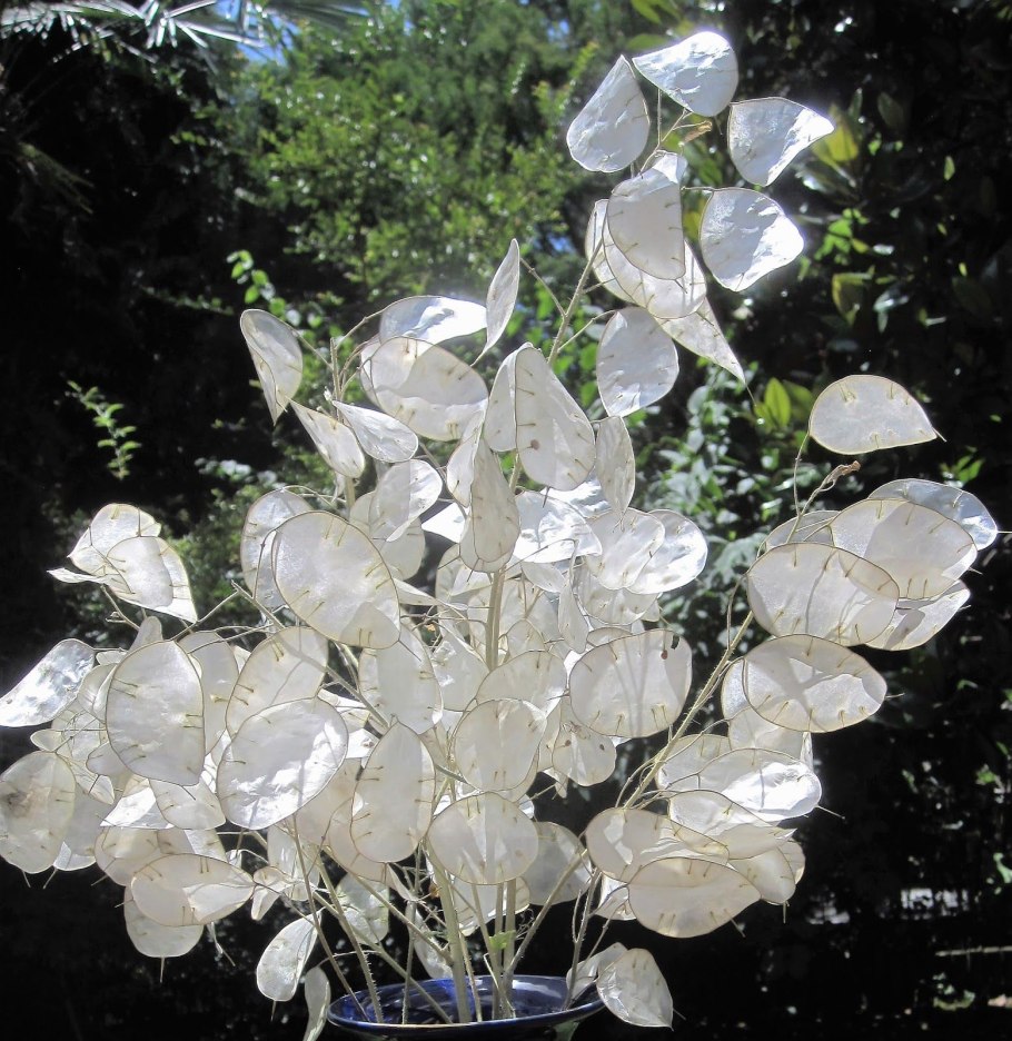 Лунария Lunaria annua