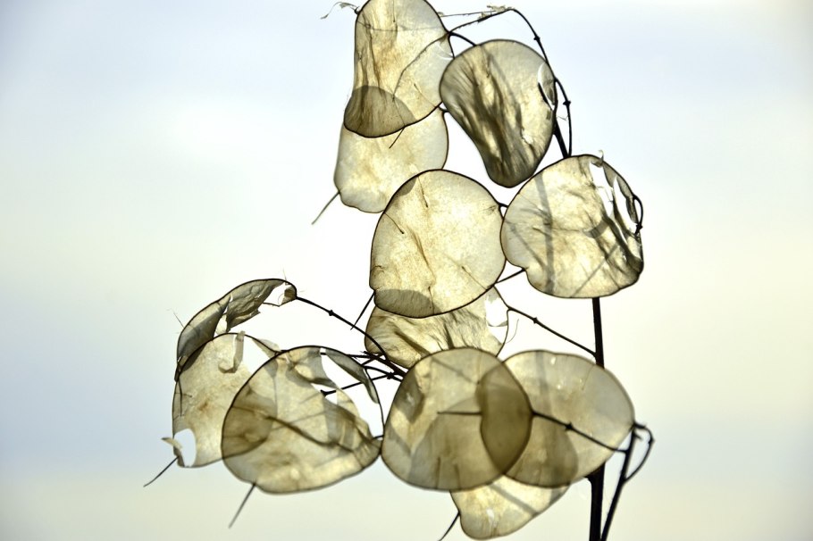 Лунария зеленая