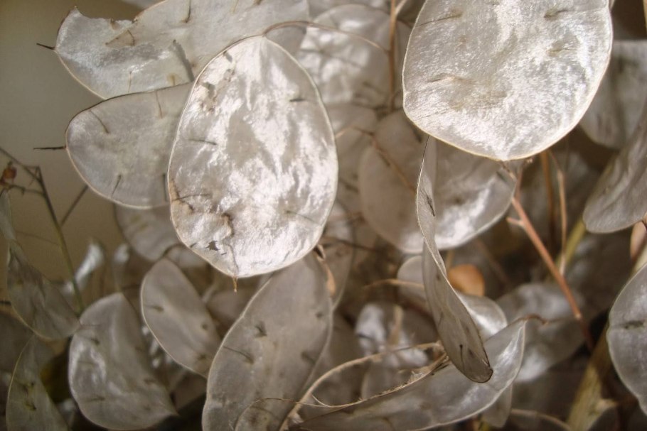 Лунария Лунник сухоцвет